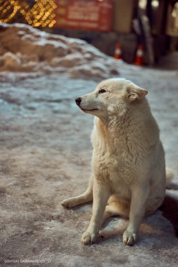 Gruzija, Sakartvelas, Mestia, Svaneti, Kelionė, Kalnai, Slidinėjimas, Žiema Fotografas: Dovydas Gaidamavičius Dovis www.Dovis.lt © www.DovydasGaidamavicius.lt  @DGaidamavicius