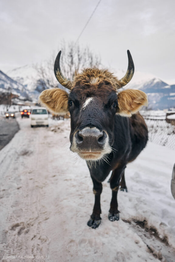Sakartvelas, Gruzija, Mestia, Svaneti, Kelionė, Kalnai, Slidinėjimas, Žiema 2026 Fotografas: Dovydas Gaidamavičius Dovis www.Dovis.lt © www.DovydasGaidamavicius.lt  @DGaidamavicius