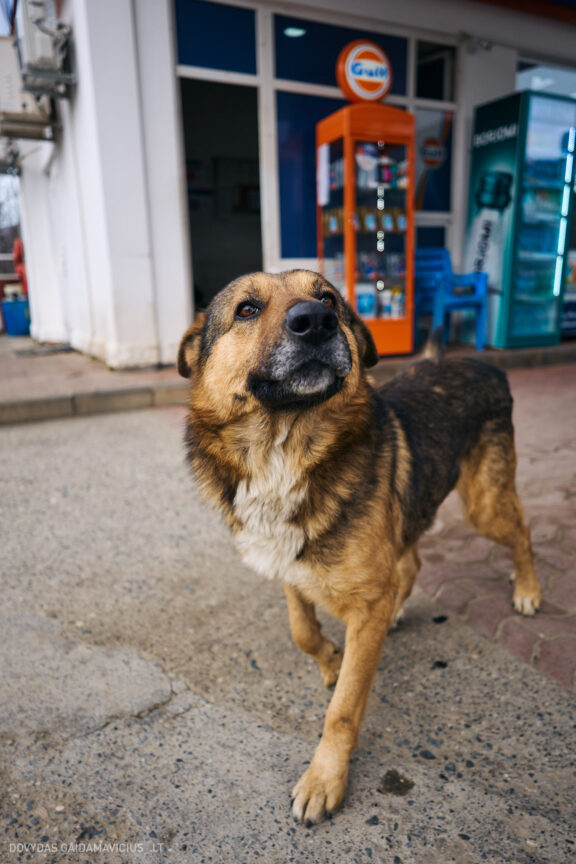 Sakartvelas, Gruzija, Mestia, Svaneti, Kelionė, Kalnai, Slidinėjimas, Žiema 2026 Fotografas: Dovydas Gaidamavičius Dovis www.Dovis.lt © www.DovydasGaidamavicius.lt  @DGaidamavicius
