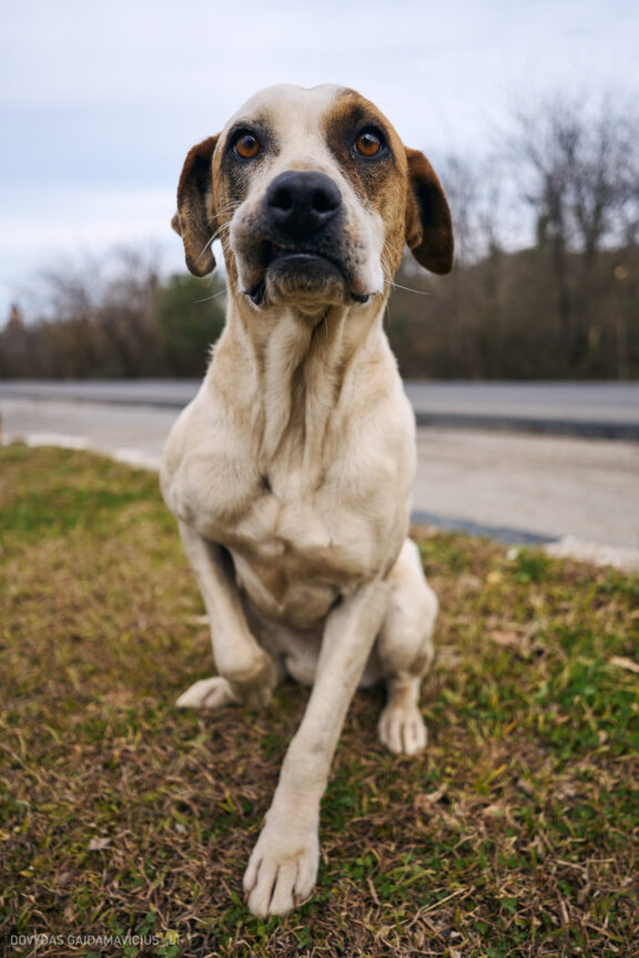 Sakartvelas, Gruzija, Mestia, Svaneti, Kelionė, Kalnai, Slidinėjimas, Žiema 2026 Fotografas: Dovydas Gaidamavičius Dovis www.Dovis.lt © www.DovydasGaidamavicius.lt  @DGaidamavicius