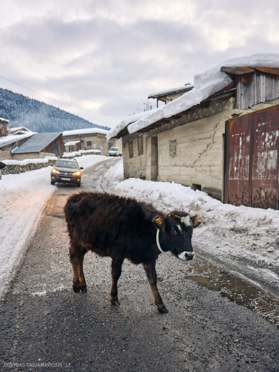 Sakartvelas, Gruzija, Mestia, Svaneti, Kelionė, Kalnai, Slidinėjimas, Žiema 2026 Fotografas: Dovydas Gaidamavičius Dovis www.Dovis.lt © www.DovydasGaidamavicius.lt  @DGaidamavicius