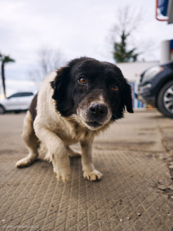 Sakartvelas, Gruzija, Mestia, Svaneti, Kelionė, Kalnai, Slidinėjimas, Žiema 2026 Fotografas: Dovydas Gaidamavičius Dovis www.Dovis.lt © www.DovydasGaidamavicius.lt  @DGaidamavicius