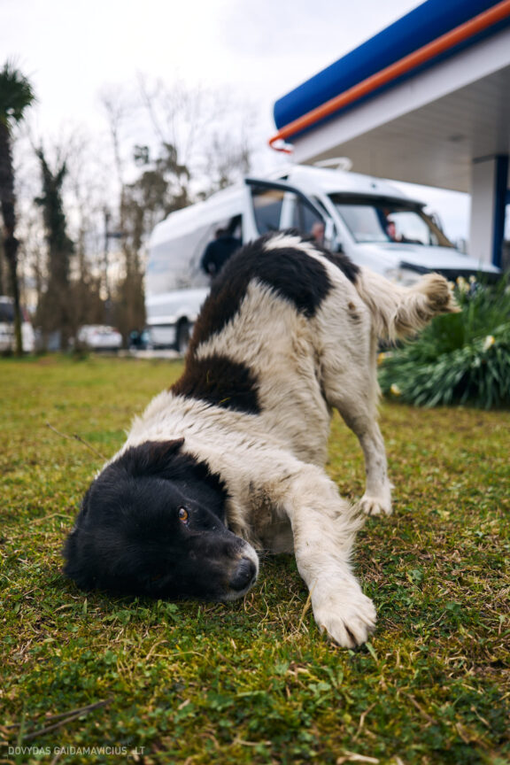 Sakartvelas, Gruzija, Mestia, Svaneti, Kelionė, Kalnai, Slidinėjimas, Žiema 2026 Fotografas: Dovydas Gaidamavičius Dovis www.Dovis.lt © www.DovydasGaidamavicius.lt  @DGaidamavicius