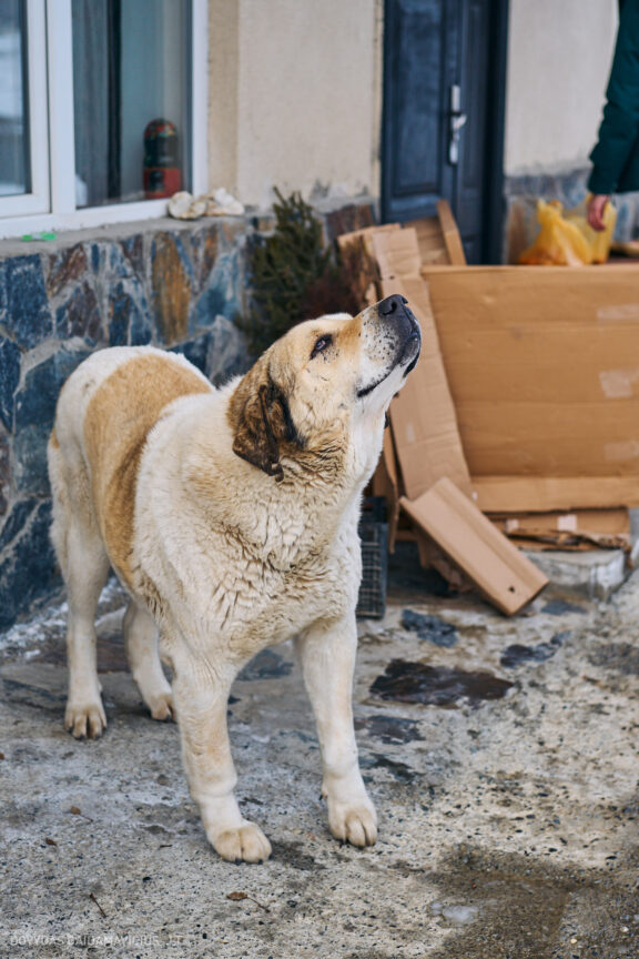 Sakartvelas, Gruzija, Mestia, Svaneti, Kelionė, Kalnai, Slidinėjimas, Žiema 2026 Fotografas: Dovydas Gaidamavičius Dovis www.Dovis.lt © www.DovydasGaidamavicius.lt  @DGaidamavicius