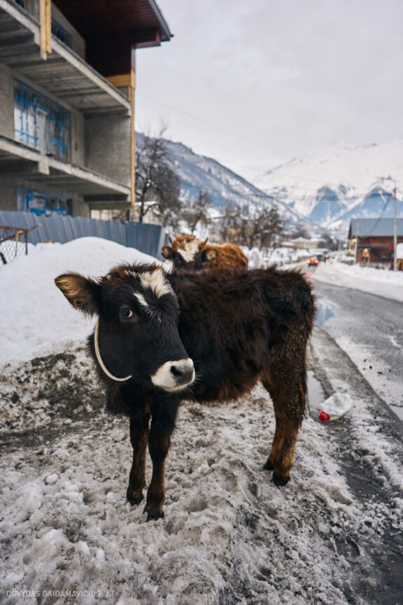 Sakartvelas, Gruzija, Mestia, Svaneti, Kelionė, Kalnai, Slidinėjimas, Žiema 2026 Fotografas: Dovydas Gaidamavičius Dovis www.Dovis.lt © www.DovydasGaidamavicius.lt  @DGaidamavicius