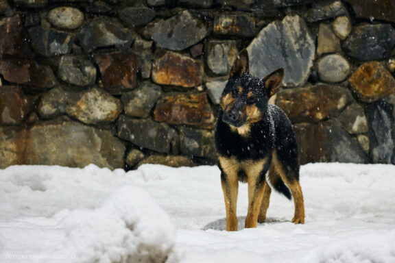 Sakartvelas, Gruzija, Mestia, Svaneti, Kelionė, Kalnai, Slidinėjimas, Žiema 2026 Fotografas: Dovydas Gaidamavičius Dovis www.Dovis.lt © www.DovydasGaidamavicius.lt  @DGaidamavicius