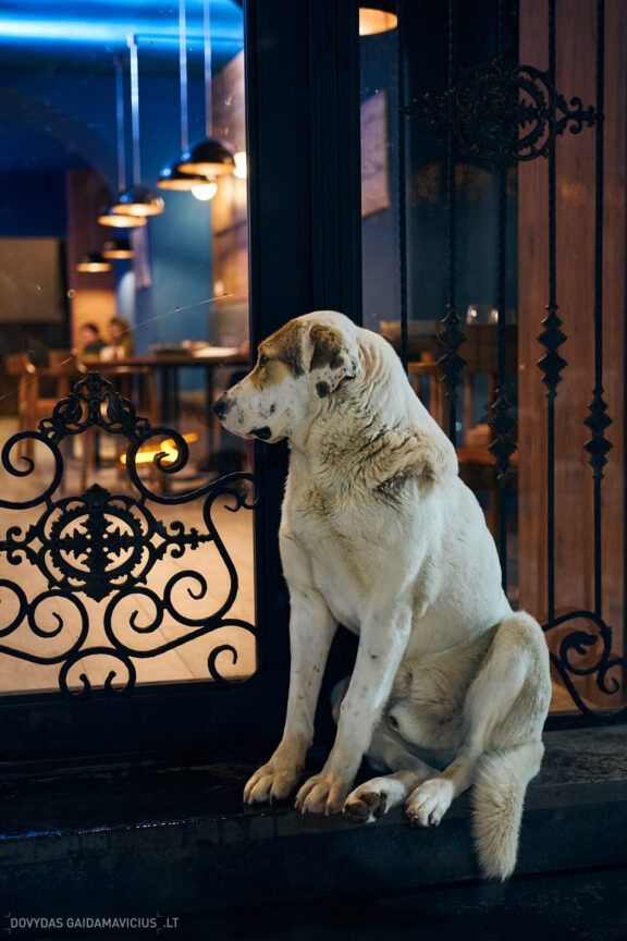 Sakartvelas, Gruzija, Mestia, Svaneti, Kelionė, Kalnai, Slidinėjimas, Žiema 2026 Fotografas: Dovydas Gaidamavičius Dovis www.Dovis.lt © www.DovydasGaidamavicius.lt  @DGaidamavicius