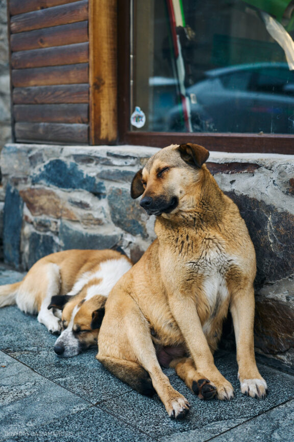 Sakartvelas, Gruzija, Mestia, Svaneti, Kelionė, Kalnai, Slidinėjimas, Žiema 2026 Fotografas: Dovydas Gaidamavičius Dovis www.Dovis.lt © www.DovydasGaidamavicius.lt  @DGaidamavicius