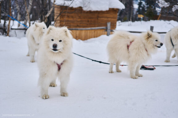 Sakartvelas, Gruzija, Mestia, Svaneti, Kelionė, Kalnai, Slidinėjimas, Žiema 2026 Fotografas: Dovydas Gaidamavičius Dovis www.Dovis.lt © www.DovydasGaidamavicius.lt  @DGaidamavicius