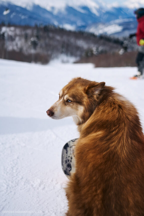 Sakartvelas, Gruzija, Mestia, Svaneti, Kelionė, Kalnai, Slidinėjimas, Žiema 2026 Fotografas: Dovydas Gaidamavičius Dovis www.Dovis.lt © www.DovydasGaidamavicius.lt  @DGaidamavicius