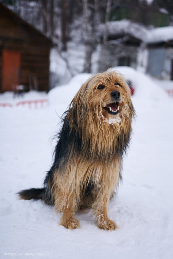 Sakartvelas, Gruzija, Mestia, Svaneti, Kelionė, Kalnai, Slidinėjimas, Žiema 2026 Fotografas: Dovydas Gaidamavičius Dovis www.Dovis.lt © www.DovydasGaidamavicius.lt  @DGaidamavicius
