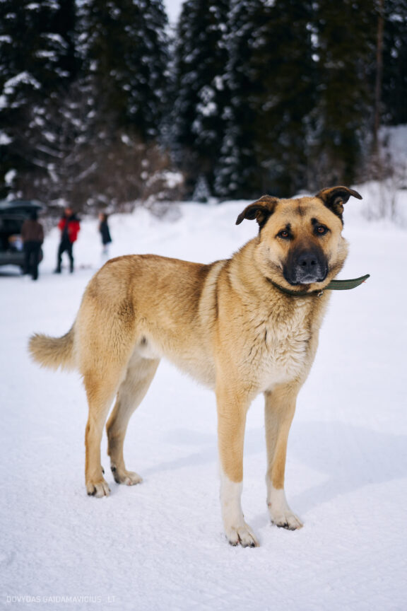 Sakartvelas, Gruzija, Mestia, Svaneti, Kelionė, Kalnai, Slidinėjimas, Žiema 2026 Fotografas: Dovydas Gaidamavičius Dovis www.Dovis.lt © www.DovydasGaidamavicius.lt  @DGaidamavicius
