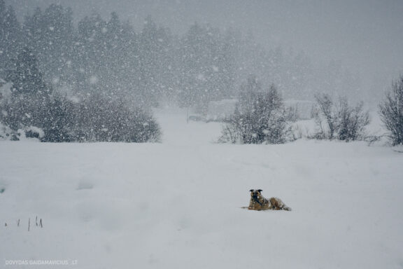 Sakartvelas, Gruzija, Mestia, Svaneti, Kelionė, Kalnai, Slidinėjimas, Žiema 2026 Fotografas: Dovydas Gaidamavičius Dovis www.Dovis.lt © www.DovydasGaidamavicius.lt  @DGaidamavicius