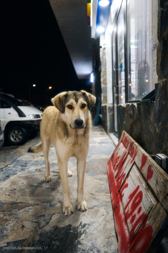 Sakartvelas, Gruzija, Mestia, Svaneti, Kelionė, Kalnai, Slidinėjimas, Žiema 2026 Fotografas: Dovydas Gaidamavičius Dovis www.Dovis.lt © www.DovydasGaidamavicius.lt  @DGaidamavicius