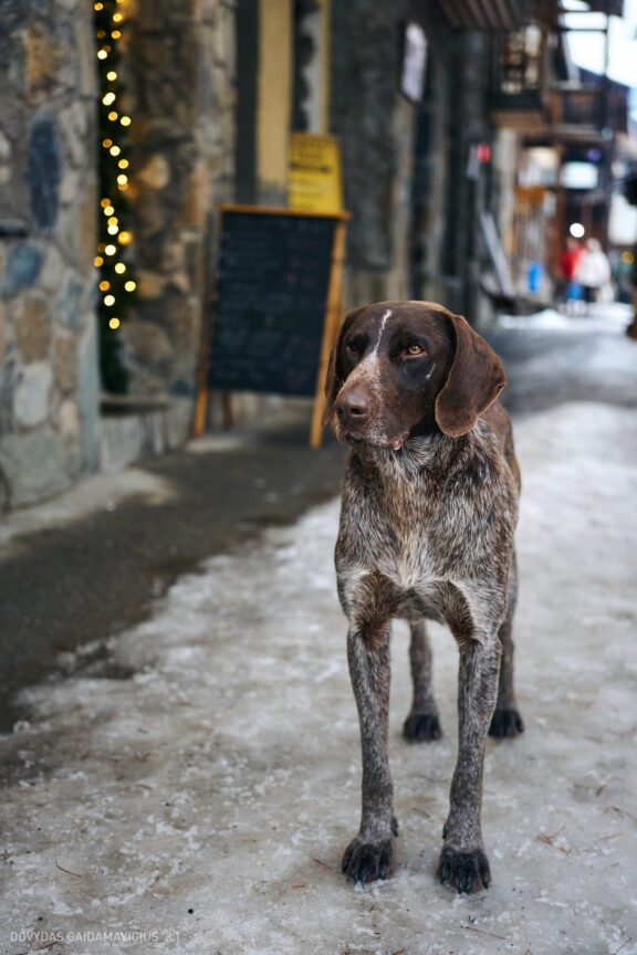 Sakartvelas, Gruzija, Mestia, Svaneti, Kelionė, Kalnai, Slidinėjimas, Žiema 2026 Fotografas: Dovydas Gaidamavičius Dovis www.Dovis.lt © www.DovydasGaidamavicius.lt  @DGaidamavicius