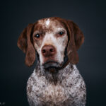 Augintinio šuns fotosesija foto studijoje, Vilnius, Pilaitė, Pilaitėje. Burbonų brakas, braque du bourbonnais, Rumba, Pointeris, Pointer dog, Fotografas: Dovydas Gaidamavičius © www.DovydasGaidamavicius.lt @DGaidamavicius Dog photoshoot in Vilnius Lithuania Pilaite PhotoStudio