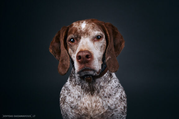 Augintinio šuns fotosesija foto studijoje, Vilnius, Pilaitė, Pilaitėje. Burbonų brakas, braque du bourbonnais, Rumba, Pointeris, Pointer dog, Fotografas: Dovydas Gaidamavičius © www.DovydasGaidamavicius.lt @DGaidamavicius Dog photoshoot in Vilnius Lithuania Pilaite PhotoStudio