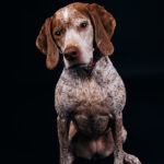 Augintinio šuns fotosesija foto studijoje, Vilnius, Pilaitė, Pilaitėje. Burbonų brakas, braque du bourbonnais, Rumba, Pointeris, Pointer dog, Fotografas: Dovydas Gaidamavičius © www.DovydasGaidamavicius.lt @DGaidamavicius Dog photoshoot in Vilnius Lithuania Pilaite PhotoStudio