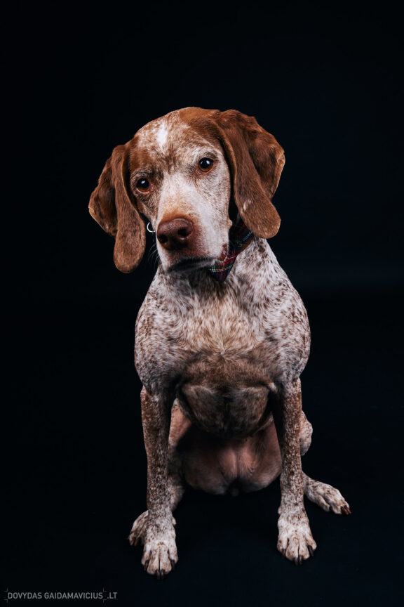 Augintinio šuns fotosesija foto studijoje, Vilnius, Pilaitė, Pilaitėje. Burbonų brakas, braque du bourbonnais, Rumba, Pointeris, Pointer dog, Fotografas: Dovydas Gaidamavičius © www.DovydasGaidamavicius.lt @DGaidamavicius Dog photoshoot in Vilnius Lithuania Pilaite PhotoStudio
