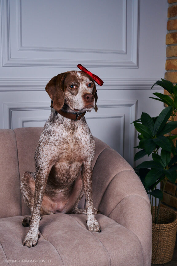 Augintinio šuns fotosesija foto studijoje, Vilnius, Pilaitė, Pilaitėje. Burbonų brakas, braque du bourbonnais, Rumba, Pointeris, Pointer dog, Fotografas: Dovydas Gaidamavičius © www.DovydasGaidamavicius.lt @DGaidamavicius Dog photoshoot in Vilnius Lithuania Pilaite PhotoStudio