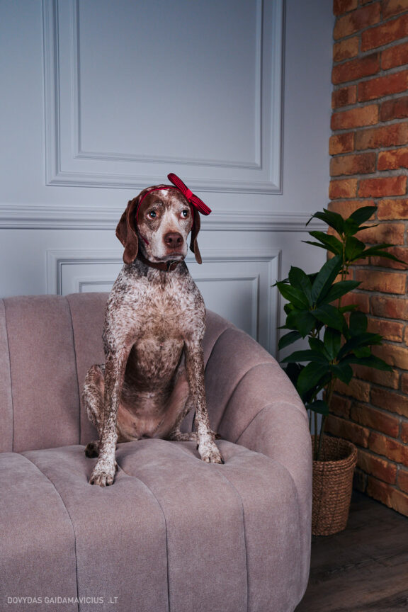 Augintinio šuns fotosesija foto studijoje, Vilnius, Pilaitė, Pilaitėje. Burbonų brakas, braque du bourbonnais, Rumba, Pointeris, Pointer dog, Fotografas: Dovydas Gaidamavičius © www.DovydasGaidamavicius.lt @DGaidamavicius Dog photoshoot in Vilnius Lithuania Pilaite PhotoStudio