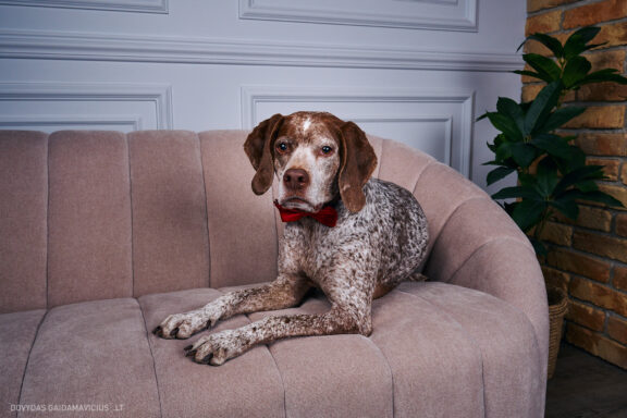 Augintinio šuns fotosesija foto studijoje, Vilnius, Pilaitė, Pilaitėje. Burbonų brakas, braque du bourbonnais, Rumba, Pointeris, Pointer dog, Fotografas: Dovydas Gaidamavičius © www.DovydasGaidamavicius.lt @DGaidamavicius Dog photoshoot in Vilnius Lithuania Pilaite PhotoStudio