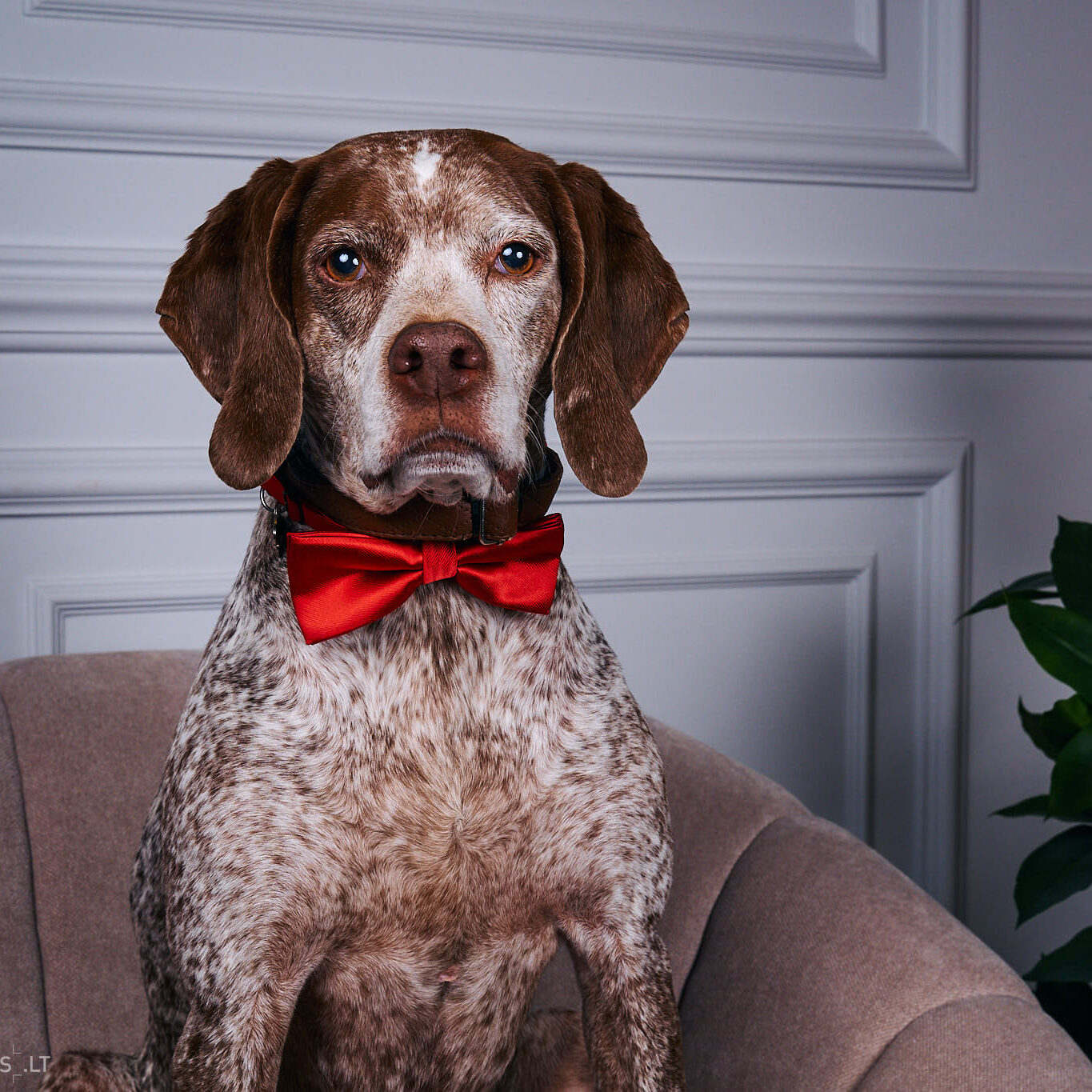 Augintinio šuns fotosesija foto studijoje, Vilnius, Pilaitė, Pilaitėje. Burbonų brakas, braque du bourbonnais, Rumba, Pointeris, Pointer dog, Fotografas: Dovydas Gaidamavičius © www.DovydasGaidamavicius.lt @DGaidamavicius Dog photoshoot in Vilnius Lithuania Pilaite PhotoStudio