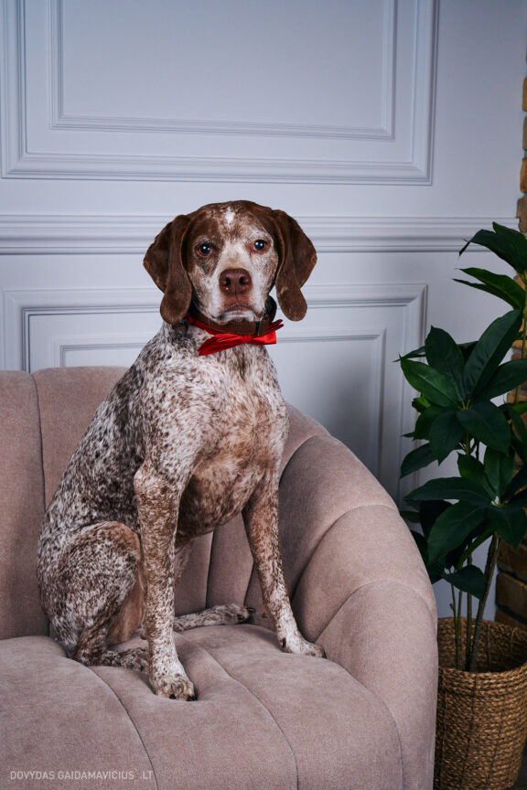 Augintinio šuns fotosesija foto studijoje, Vilnius, Pilaitė, Pilaitėje. Burbonų brakas, braque du bourbonnais, Rumba, Pointeris, Pointer dog, Fotografas: Dovydas Gaidamavičius © www.DovydasGaidamavicius.lt @DGaidamavicius Dog photoshoot in Vilnius Lithuania Pilaite PhotoStudio