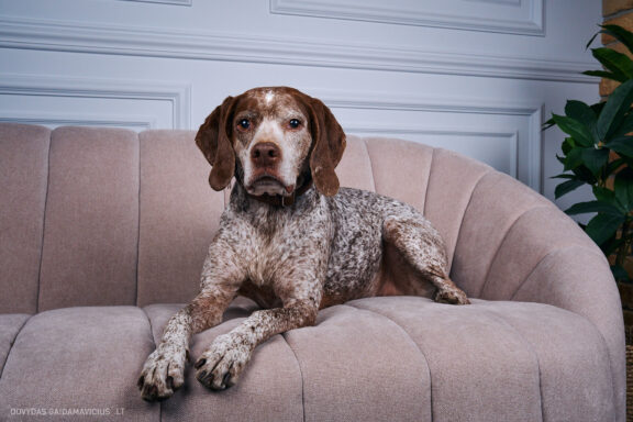 Augintinio šuns fotosesija foto studijoje, Vilnius, Pilaitė, Pilaitėje. Burbonų brakas, braque du bourbonnais, Rumba, Pointeris, Pointer dog, Fotografas: Dovydas Gaidamavičius © www.DovydasGaidamavicius.lt @DGaidamavicius Dog photoshoot in Vilnius Lithuania Pilaite PhotoStudio