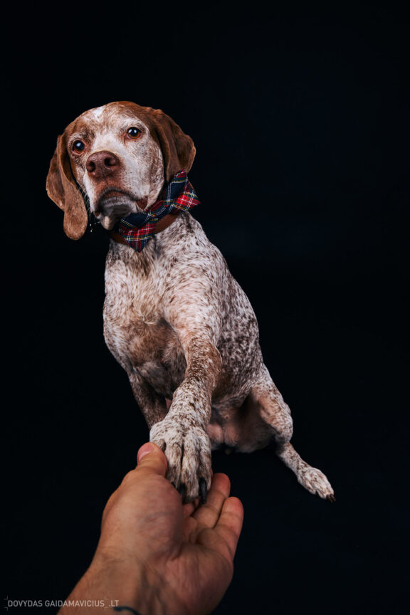 Augintinio šuns fotosesija foto studijoje, Vilnius, Pilaitė, Pilaitėje. Burbonų brakas, braque du bourbonnais, Rumba, Pointeris, Pointer dog, Fotografas: Dovydas Gaidamavičius © www.DovydasGaidamavicius.lt @DGaidamavicius Dog photoshoot in Vilnius Lithuania Pilaite PhotoStudio