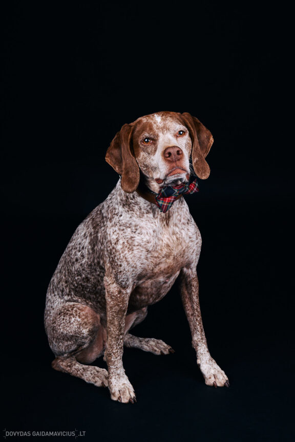 Augintinio šuns fotosesija foto studijoje, Vilnius, Pilaitė, Pilaitėje. Burbonų brakas, braque du bourbonnais, Rumba, Pointeris, Pointer dog, Fotografas: Dovydas Gaidamavičius © www.DovydasGaidamavicius.lt @DGaidamavicius Dog photoshoot in Vilnius Lithuania Pilaite PhotoStudio