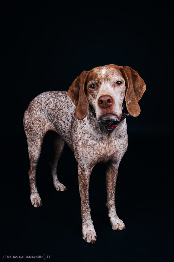 Augintinio šuns fotosesija foto studijoje, Vilnius, Pilaitė, Pilaitėje. Burbonų brakas, braque du bourbonnais, Rumba, Pointeris, Pointer dog, Fotografas: Dovydas Gaidamavičius © www.DovydasGaidamavicius.lt @DGaidamavicius Dog photoshoot in Vilnius Lithuania Pilaite PhotoStudio