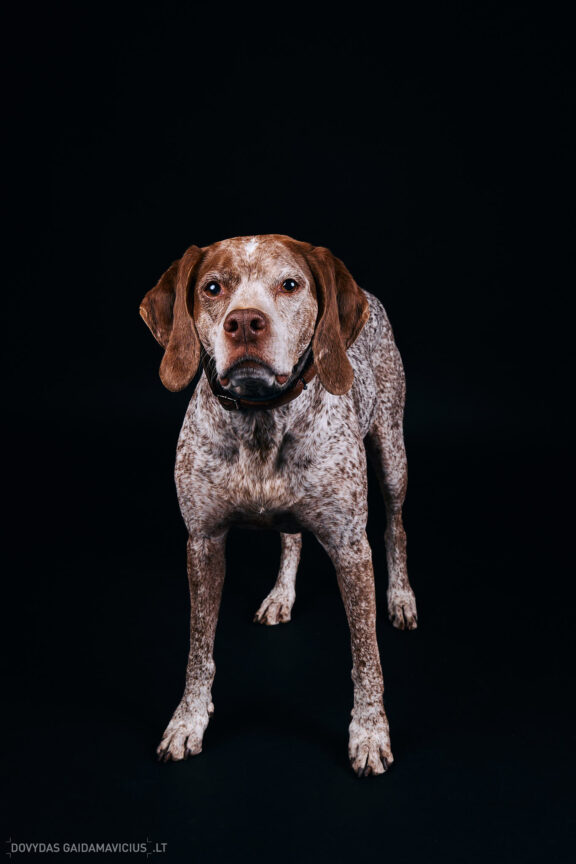Augintinio šuns fotosesija foto studijoje, Vilnius, Pilaitė, Pilaitėje. Burbonų brakas, braque du bourbonnais, Rumba, Pointeris, Pointer dog, Fotografas: Dovydas Gaidamavičius © www.DovydasGaidamavicius.lt @DGaidamavicius Dog photoshoot in Vilnius Lithuania Pilaite PhotoStudio