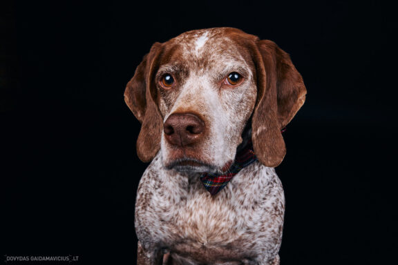 Augintinio šuns fotosesija foto studijoje, Vilnius, Pilaitė, Pilaitėje. Burbonų brakas, braque du bourbonnais, Rumba, Pointeris, Pointer dog, Fotografas: Dovydas Gaidamavičius © www.DovydasGaidamavicius.lt @DGaidamavicius Dog photoshoot in Vilnius Lithuania Pilaite PhotoStudio
