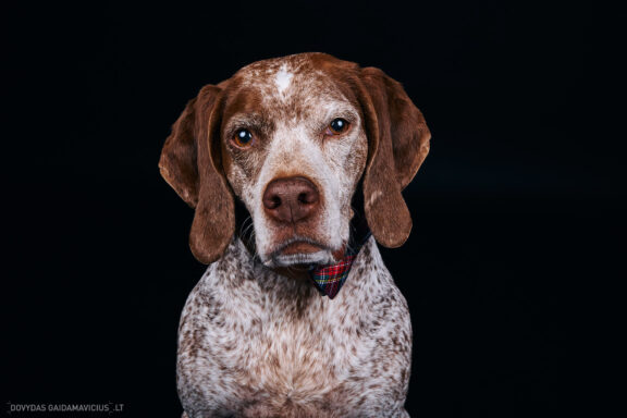 Augintinio šuns fotosesija foto studijoje, Vilnius, Pilaitė, Pilaitėje. Burbonų brakas, braque du bourbonnais, Rumba, Pointeris, Pointer dog, Fotografas: Dovydas Gaidamavičius © www.DovydasGaidamavicius.lt @DGaidamavicius Dog photoshoot in Vilnius Lithuania Pilaite PhotoStudio
