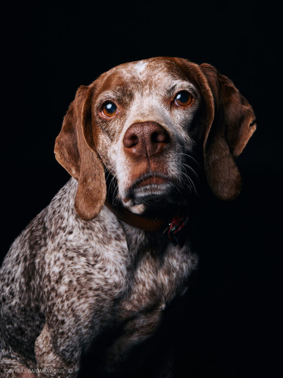 Augintinio šuns fotosesija foto studijoje, Vilnius, Pilaitė, Pilaitėje. Burbonų brakas, braque du bourbonnais, Rumba, Pointeris, Pointer dog, Fotografas: Dovydas Gaidamavičius © www.DovydasGaidamavicius.lt @DGaidamavicius Dog photoshoot in Vilnius Lithuania Pilaite PhotoStudio