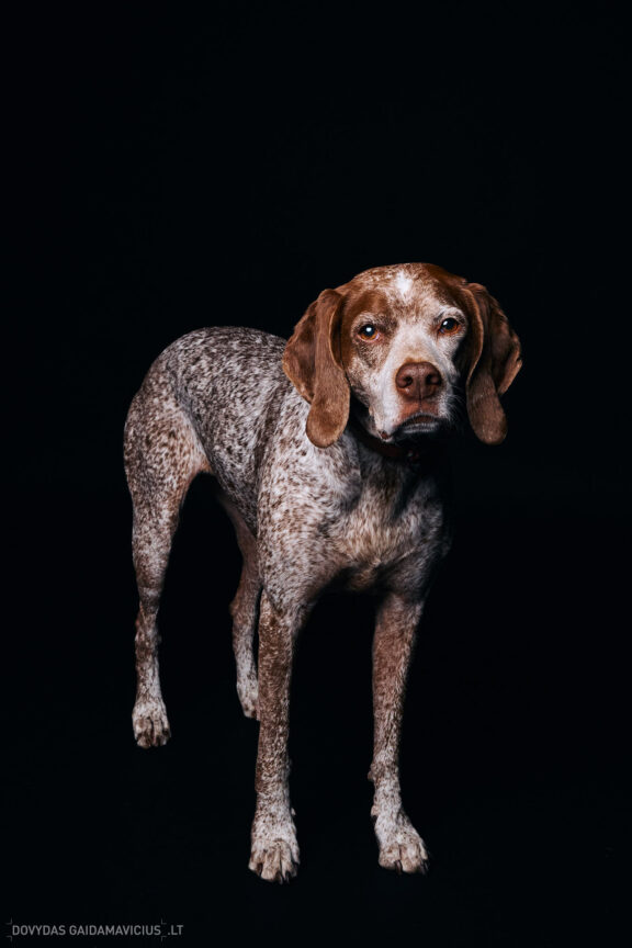 Augintinio šuns fotosesija foto studijoje, Vilnius, Pilaitė, Pilaitėje. Burbonų brakas, braque du bourbonnais, Rumba, Pointeris, Pointer dog, Fotografas: Dovydas Gaidamavičius © www.DovydasGaidamavicius.lt @DGaidamavicius Dog photoshoot in Vilnius Lithuania Pilaite PhotoStudio