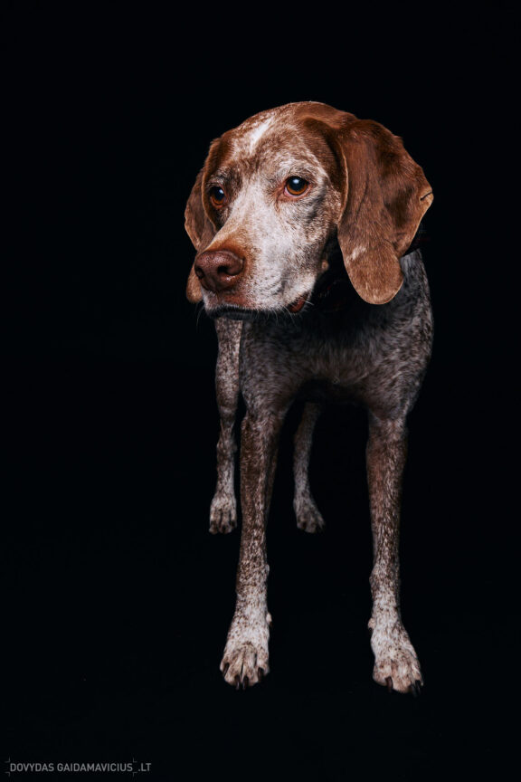 Augintinio šuns fotosesija foto studijoje, Vilnius, Pilaitė, Pilaitėje. Burbonų brakas, braque du bourbonnais, Rumba, Pointeris, Pointer dog, Fotografas: Dovydas Gaidamavičius © www.DovydasGaidamavicius.lt @DGaidamavicius Dog photoshoot in Vilnius Lithuania Pilaite PhotoStudio