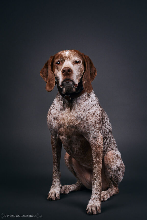 Augintinio šuns fotosesija foto studijoje, Vilnius, Pilaitė, Pilaitėje. Burbonų brakas, braque du bourbonnais, Rumba, Pointeris, Pointer dog, Fotografas: Dovydas Gaidamavičius © www.DovydasGaidamavicius.lt @DGaidamavicius Dog photoshoot in Vilnius Lithuania Pilaite PhotoStudio