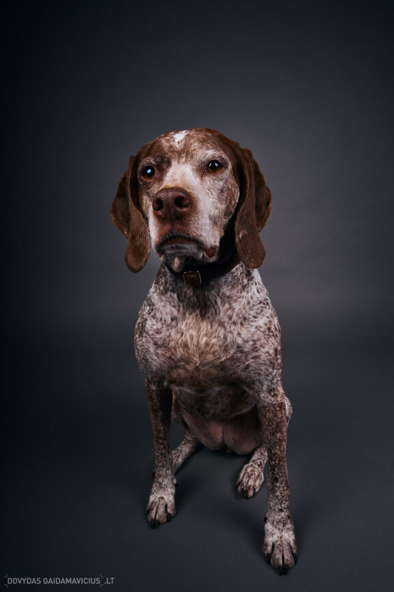 Augintinio šuns fotosesija foto studijoje, Vilnius, Pilaitė, Pilaitėje. Burbonų brakas, braque du bourbonnais, Rumba, Pointeris, Pointer dog, Fotografas: Dovydas Gaidamavičius © www.DovydasGaidamavicius.lt @DGaidamavicius Dog photoshoot in Vilnius Lithuania Pilaite PhotoStudio