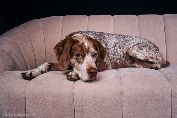 Augintinio šuns fotosesija foto studijoje, Vilnius, Pilaitė, Pilaitėje. Burbonų brakas, braque du bourbonnais, Rumba, Pointeris, Pointer dog, Fotografas: Dovydas Gaidamavičius © www.DovydasGaidamavicius.lt @DGaidamavicius Dog photoshoot in Vilnius Lithuania Pilaite PhotoStudio