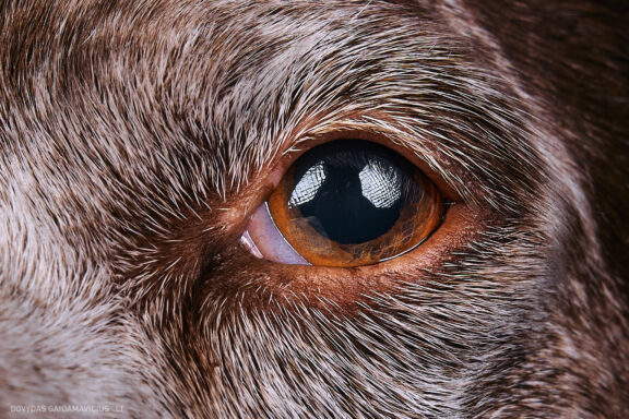 Augintinio šuns fotosesija foto studijoje, Vilnius, Pilaitė, Pilaitėje. Burbonų brakas, braque du bourbonnais, Rumba, Pointeris, Pointer dog, Fotografas: Dovydas Gaidamavičius © www.DovydasGaidamavicius.lt @DGaidamavicius Dog photoshoot in Vilnius Lithuania Pilaite PhotoStudio