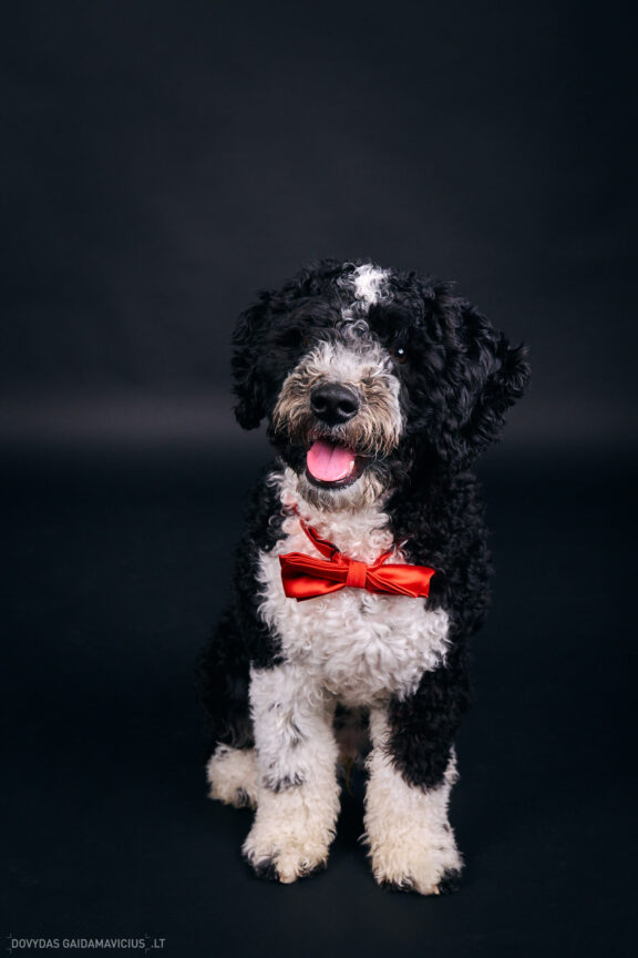 Šeimininko ir Šuns fotosesija studijoje, Augintinio šuns fotosesija foto studijoje, Vilnius, Pilaitė, Pilaitėje. Spanish Water Dog, Ispanų vandens šuo, Fotografas: Dovydas Gaidamavičius © www.DovydasGaidamavicius.lt @DGaidamavicius Dog photoshoot in Vilnius Lithuania Pilaite PhotoStudio