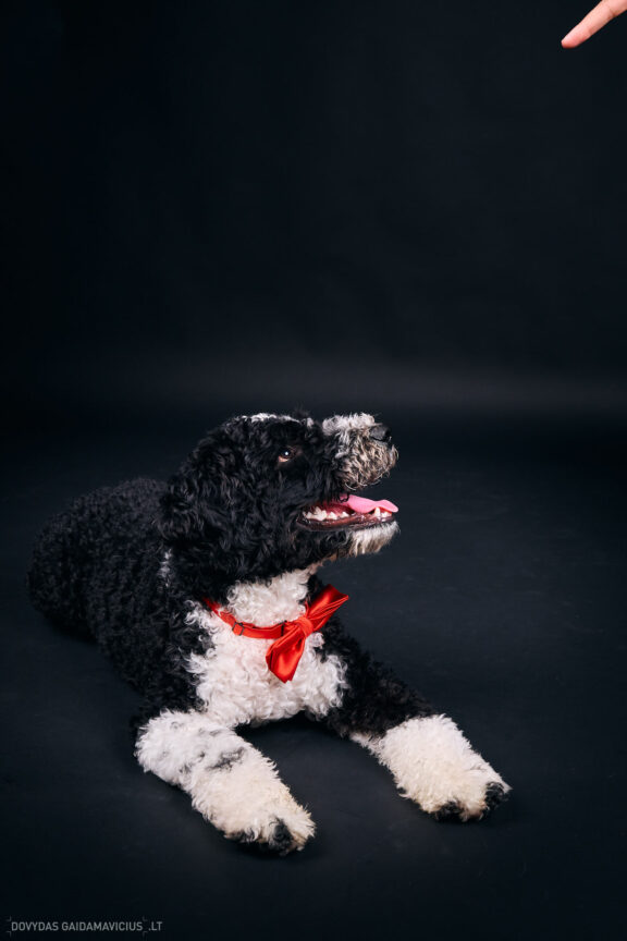 Šeimininko ir Šuns fotosesija studijoje, Augintinio šuns fotosesija foto studijoje, Vilnius, Pilaitė, Pilaitėje. Spanish Water Dog, Ispanų vandens šuo, Fotografas: Dovydas Gaidamavičius © www.DovydasGaidamavicius.lt @DGaidamavicius Dog photoshoot in Vilnius Lithuania Pilaite PhotoStudio