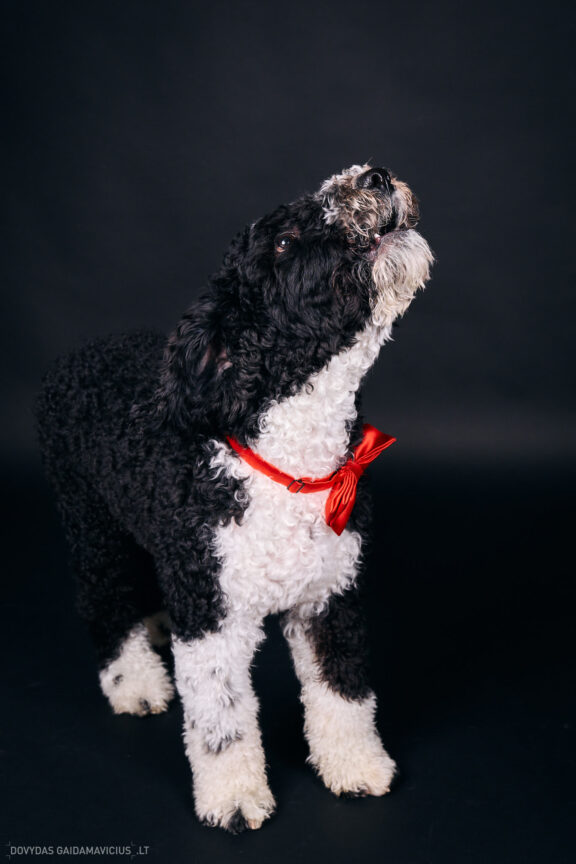 Šeimininko ir Šuns fotosesija studijoje, Augintinio šuns fotosesija foto studijoje, Vilnius, Pilaitė, Pilaitėje. Spanish Water Dog, Ispanų vandens šuo, Fotografas: Dovydas Gaidamavičius © www.DovydasGaidamavicius.lt @DGaidamavicius Dog photoshoot in Vilnius Lithuania Pilaite PhotoStudio