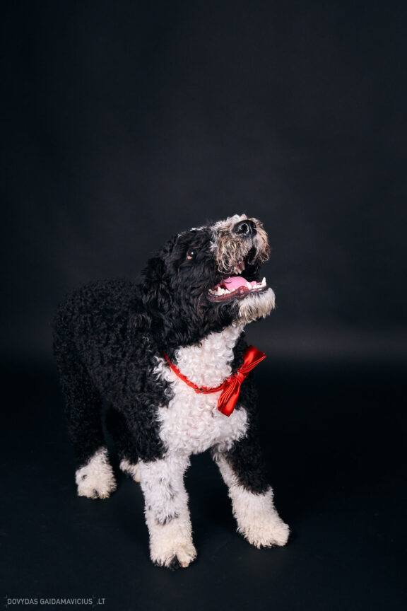 Šeimininko ir Šuns fotosesija studijoje, Augintinio šuns fotosesija foto studijoje, Vilnius, Pilaitė, Pilaitėje. Spanish Water Dog, Ispanų vandens šuo, Fotografas: Dovydas Gaidamavičius © www.DovydasGaidamavicius.lt @DGaidamavicius Dog photoshoot in Vilnius Lithuania Pilaite PhotoStudio