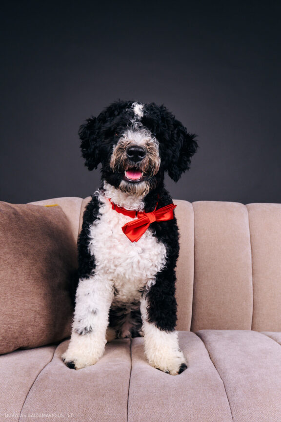 Šeimininko ir Šuns fotosesija studijoje, Augintinio šuns fotosesija foto studijoje, Vilnius, Pilaitė, Pilaitėje. Spanish Water Dog, Ispanų vandens šuo, Fotografas: Dovydas Gaidamavičius © www.DovydasGaidamavicius.lt @DGaidamavicius Dog photoshoot in Vilnius Lithuania Pilaite PhotoStudio