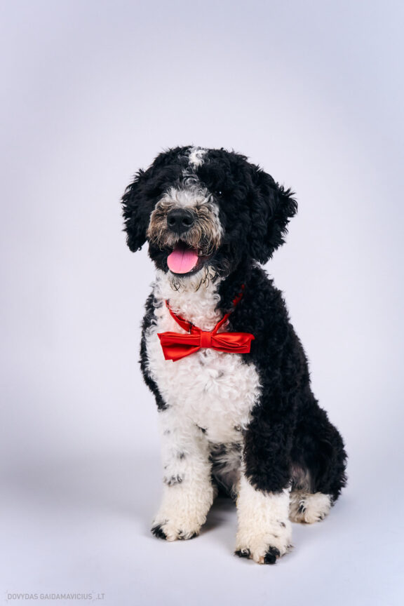 Šeimininko ir Šuns fotosesija studijoje, Augintinio šuns fotosesija foto studijoje, Vilnius, Pilaitė, Pilaitėje. Spanish Water Dog, Ispanų vandens šuo, Fotografas: Dovydas Gaidamavičius © www.DovydasGaidamavicius.lt @DGaidamavicius Dog photoshoot in Vilnius Lithuania Pilaite PhotoStudio