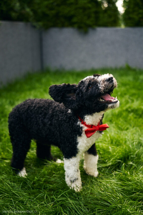 Šeimininko ir Šuns fotosesija studijoje, Augintinio šuns fotosesija foto studijoje, Vilnius, Pilaitė, Pilaitėje. Spanish Water Dog, Ispanų vandens šuo, Fotografas: Dovydas Gaidamavičius © www.DovydasGaidamavicius.lt @DGaidamavicius Dog photoshoot in Vilnius Lithuania Pilaite PhotoStudio