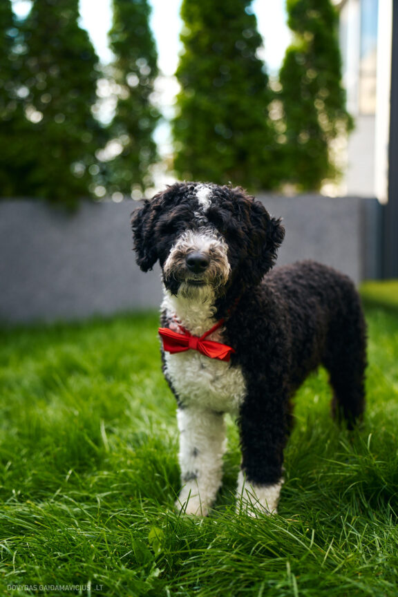 Šeimininko ir Šuns fotosesija studijoje, Augintinio šuns fotosesija foto studijoje, Vilnius, Pilaitė, Pilaitėje. Spanish Water Dog, Ispanų vandens šuo, Fotografas: Dovydas Gaidamavičius © www.DovydasGaidamavicius.lt @DGaidamavicius Dog photoshoot in Vilnius Lithuania Pilaite PhotoStudio
